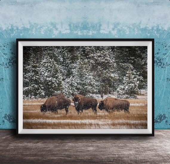 Bison Winter Landscape Art Snowy Wildlife Scene On Canvas
