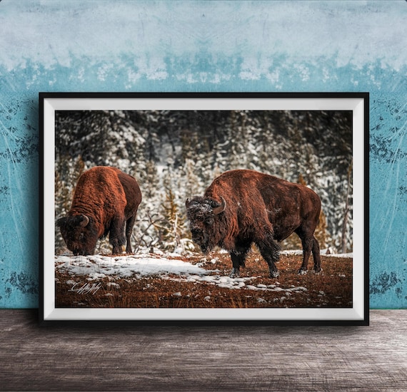Bison Wall Art Canvas Snowy Scene Rustic Cabin Decor