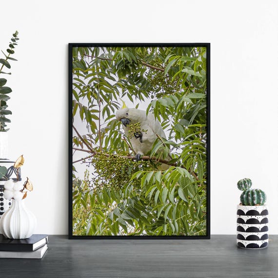 Cockatoo In A Tree Photographic Print Wall Art 4x6 5x7 A4 A3 A2 A1