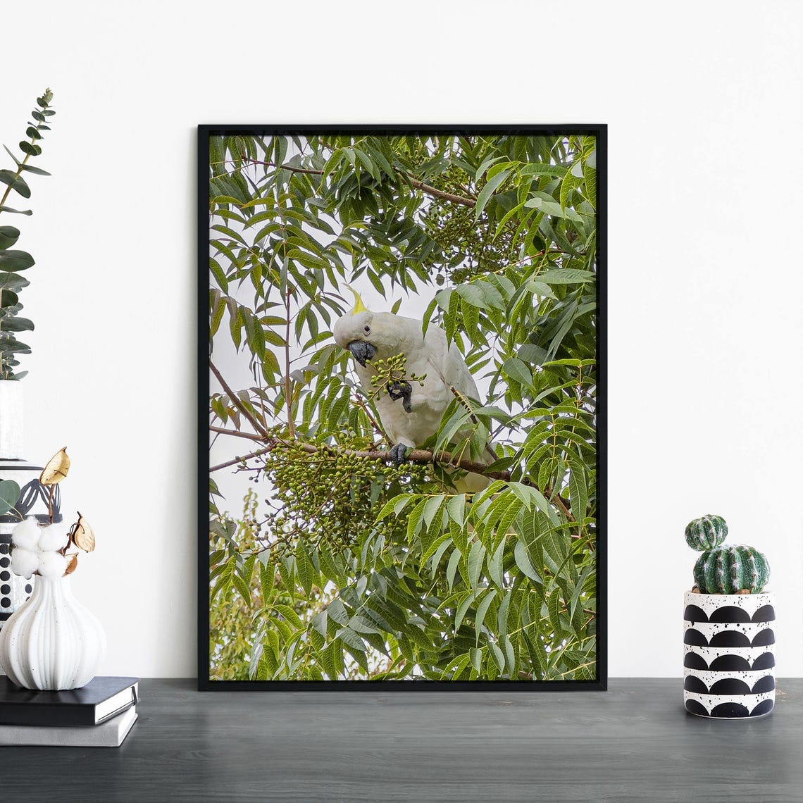Sulphur Crested Cockatoo in Tree Wildlife Photographic Print