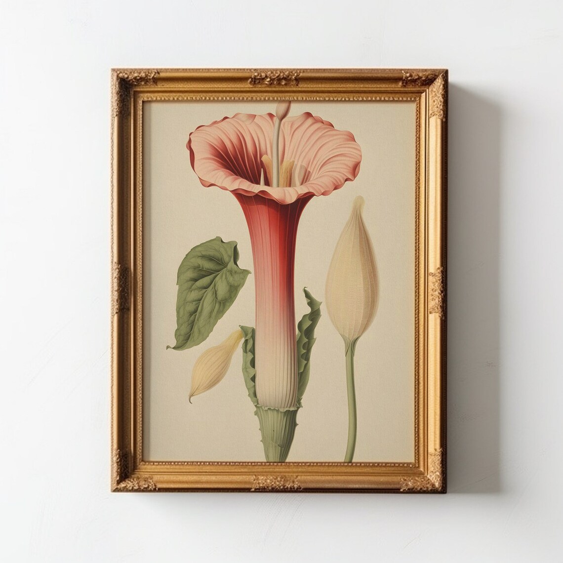 Botanical Regal Trumpet, Antique Arum Flower Sketch