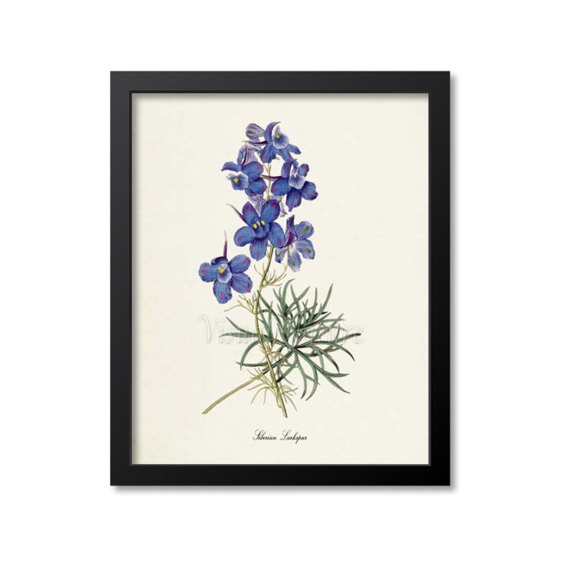 Siberian Larkspur Botanical Art Print, Blue Flower