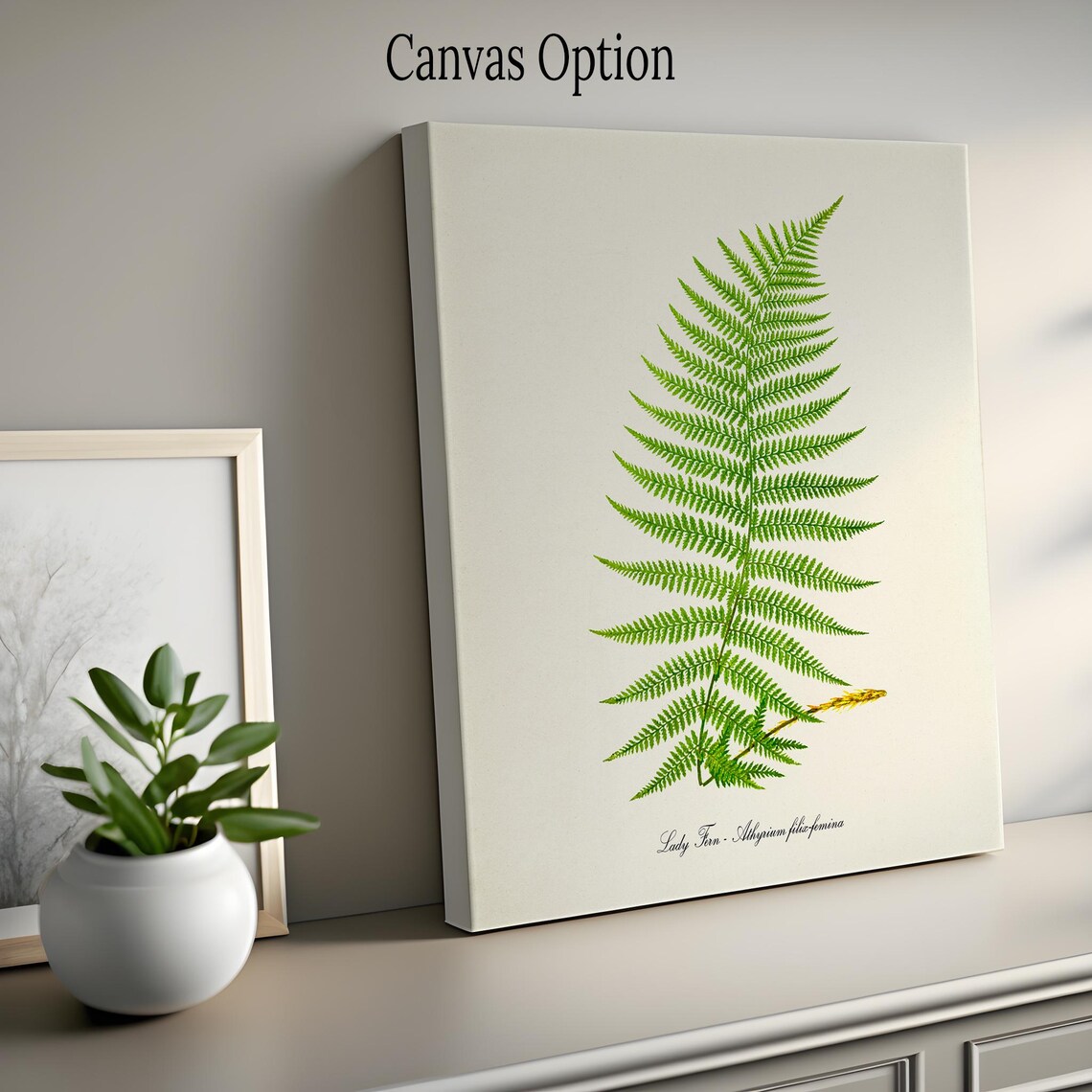 Lady Fern Botanical Art Print, Athyrium Filix Femina - Image 2