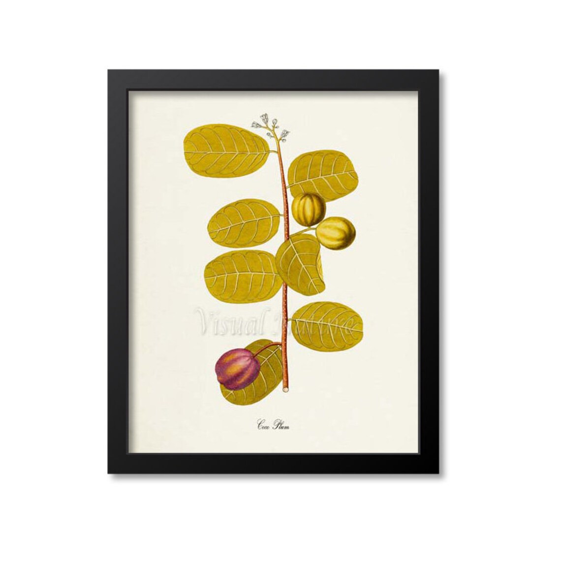 Coco Plum Botanical Art Print, Kitchen Garden