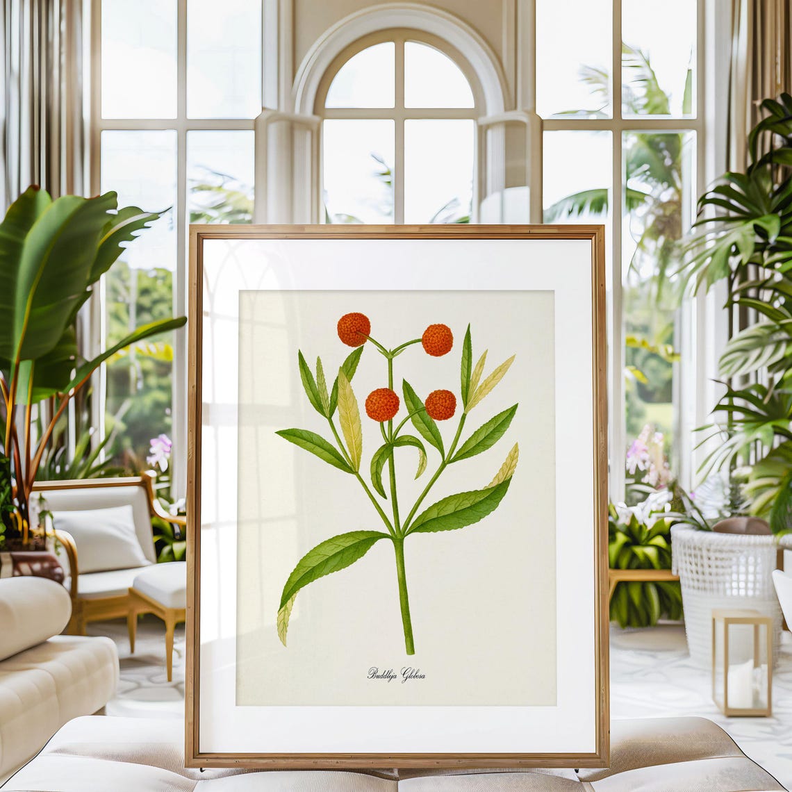 Buddleja Globosa Orange Ball Tree Flower Vintage Botanical Poster - Image 3
