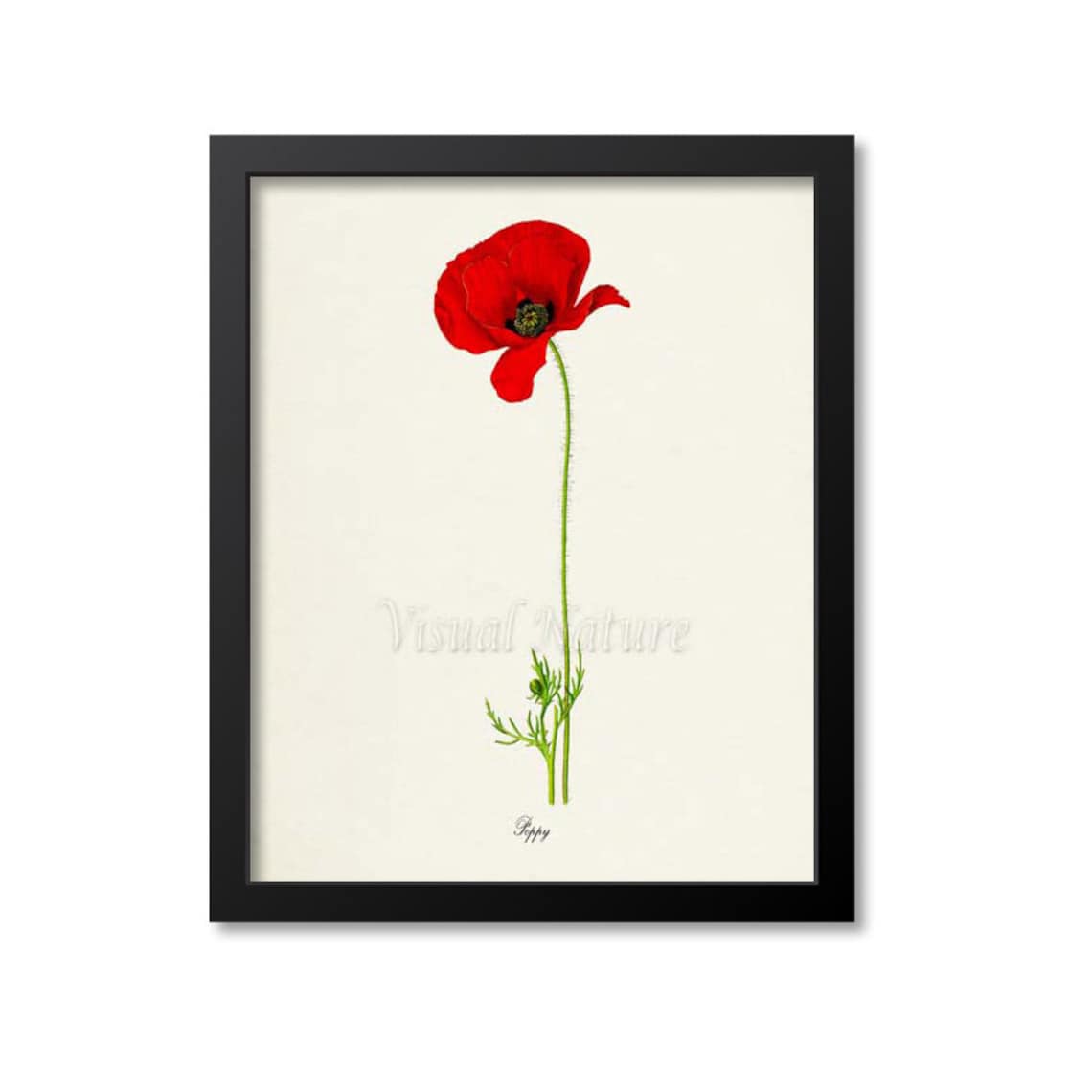Poppy Flower Botanical Art Print, Floral Home Decor
