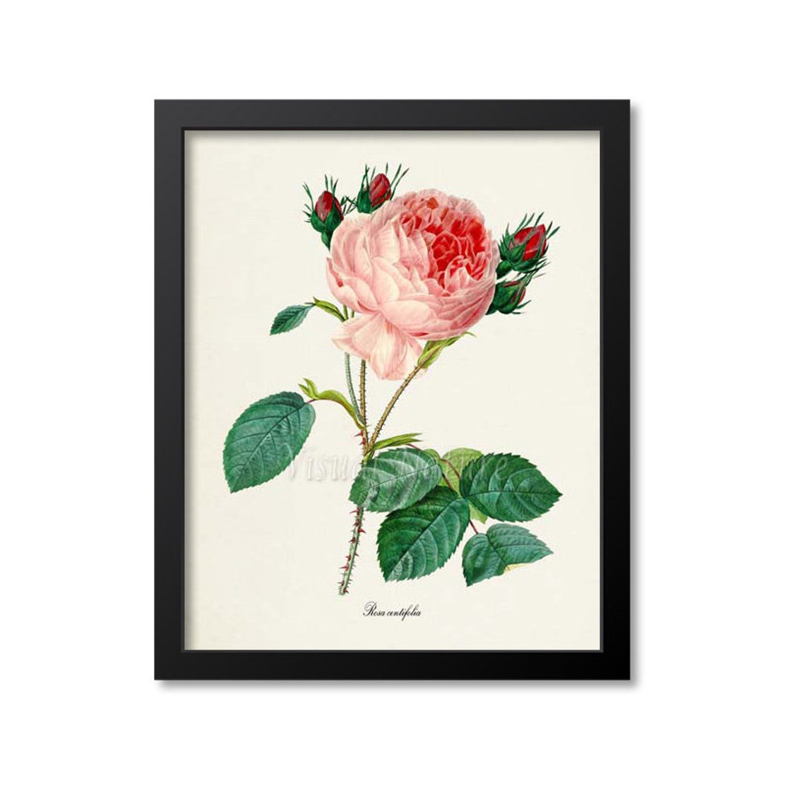 Provence Pink Cabbage Rose Rosa Centifolia Classic Botanical Poster