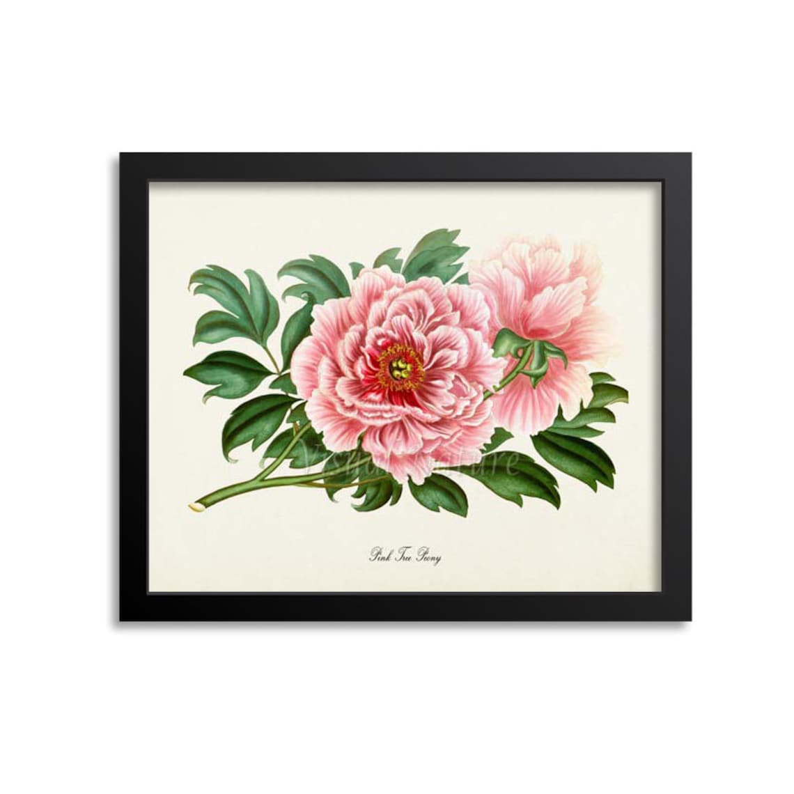 Pink Tree Peony Botanical Flower Poster Print