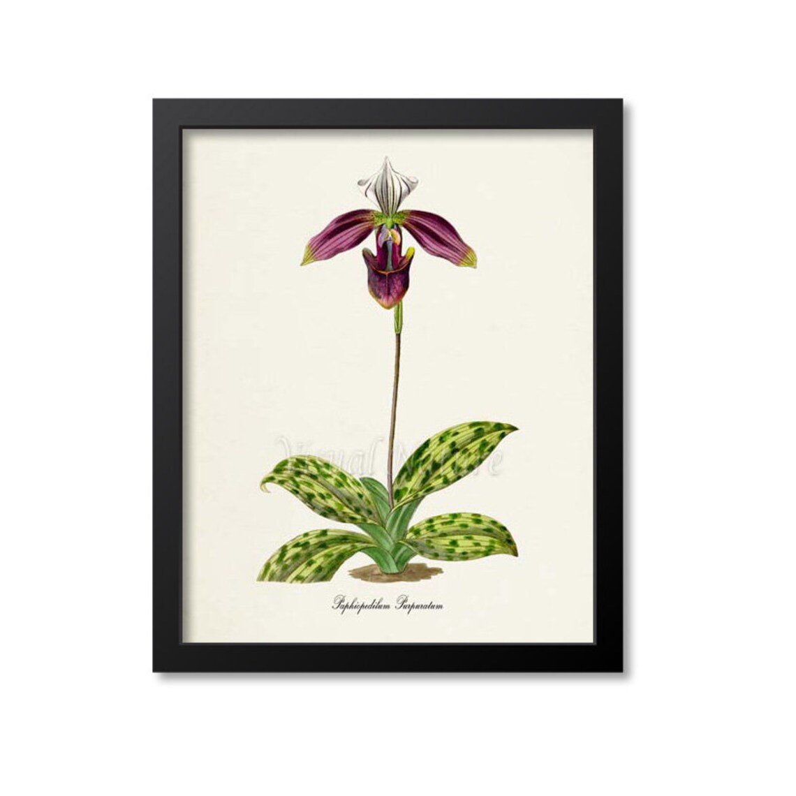 Paphiopedilum Purpuratum Orchid Flower Art Print