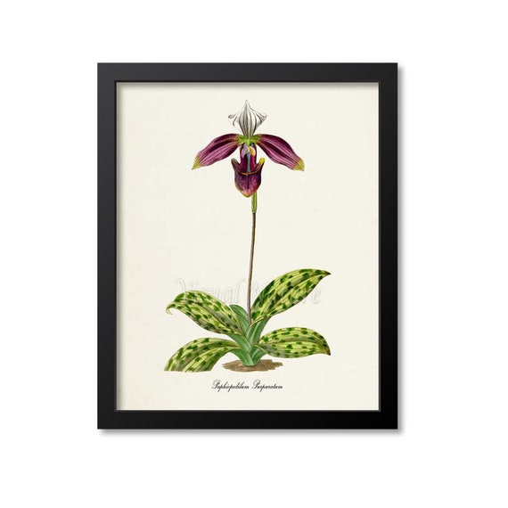 Paphiopedilum Purpuratum Orchid Flower Art Print