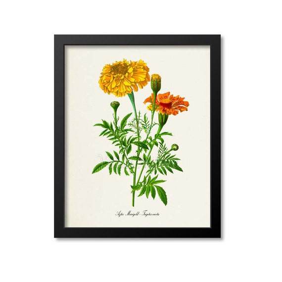 Aztec Marigold Botanical Art Print, Tagetes Erecta