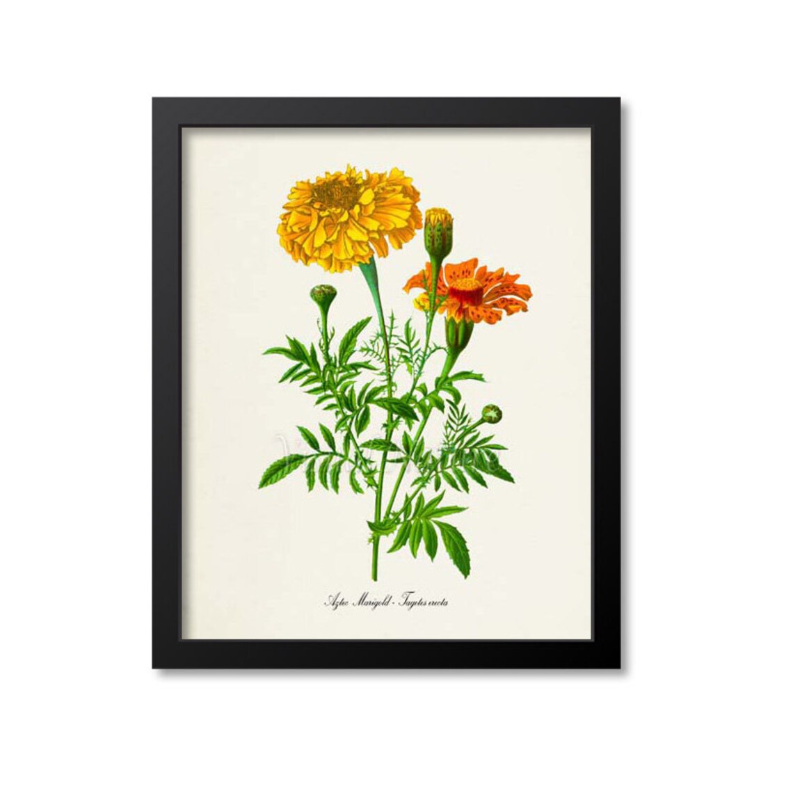 Aztec Marigold Botanical Art Print, Tagetes Erecta