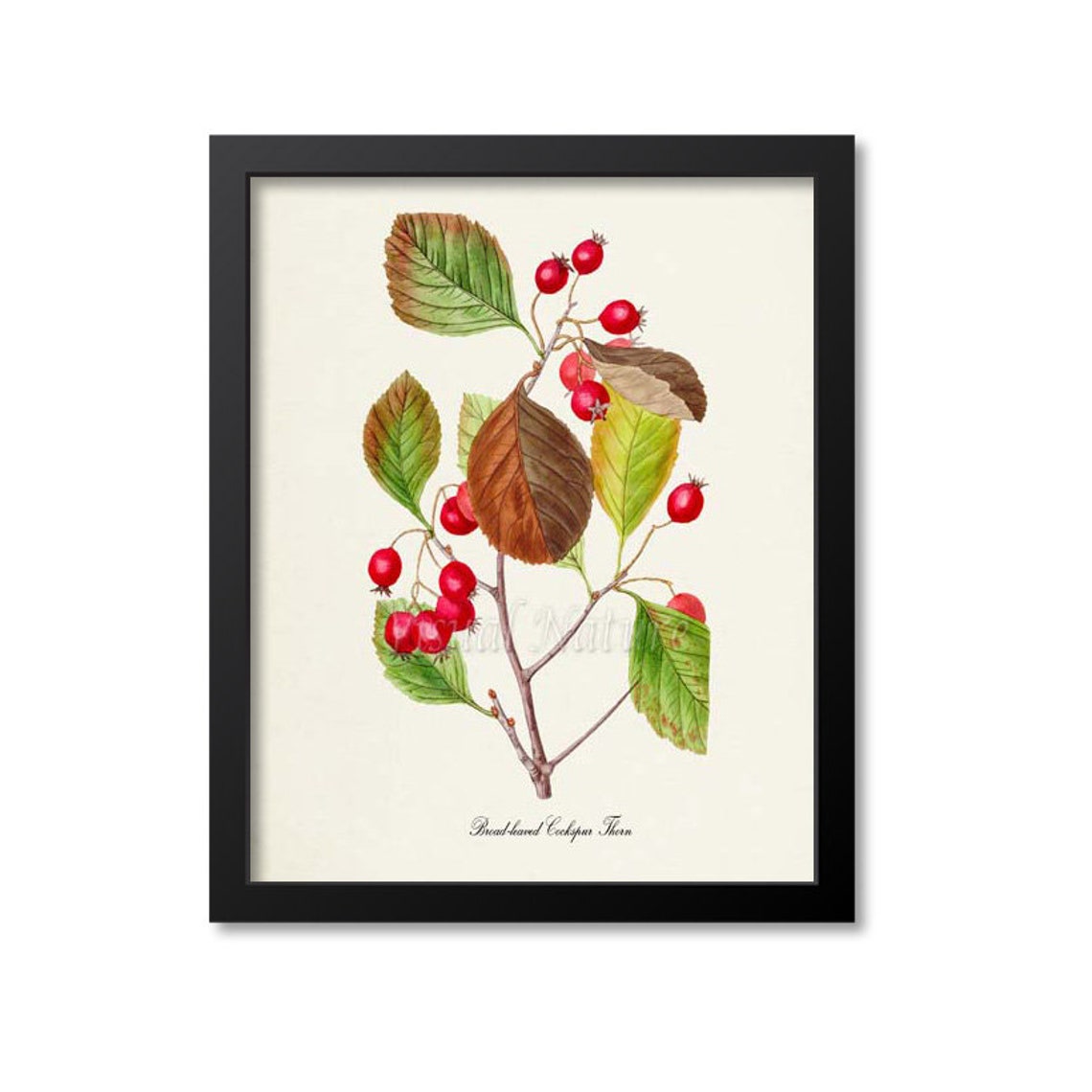 Broad Leaved Cockspur Thorn Red Berry Autumn Botanical Poster