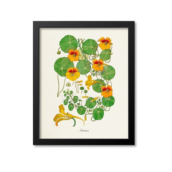 Nasturtium Botanical Wall Art Print, Tropaeolum