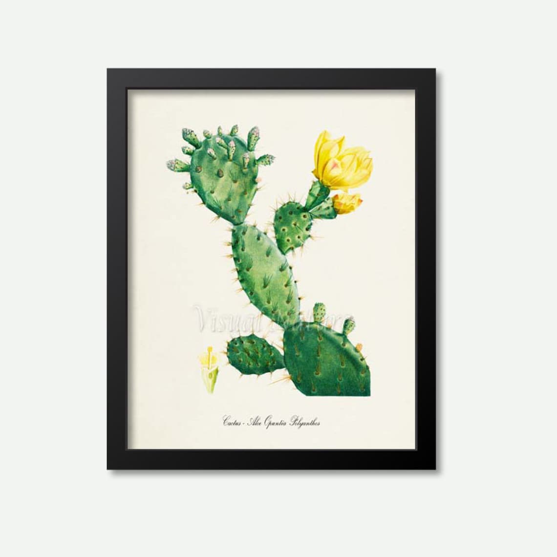 Cactus Botanical Art Print, Aloe Opuntia Polyanthos