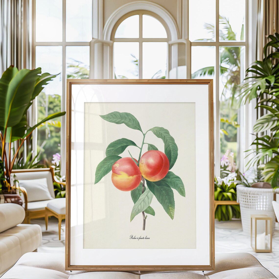 Peaches Botanical Art Print, Redoute-Inspired - Image 3