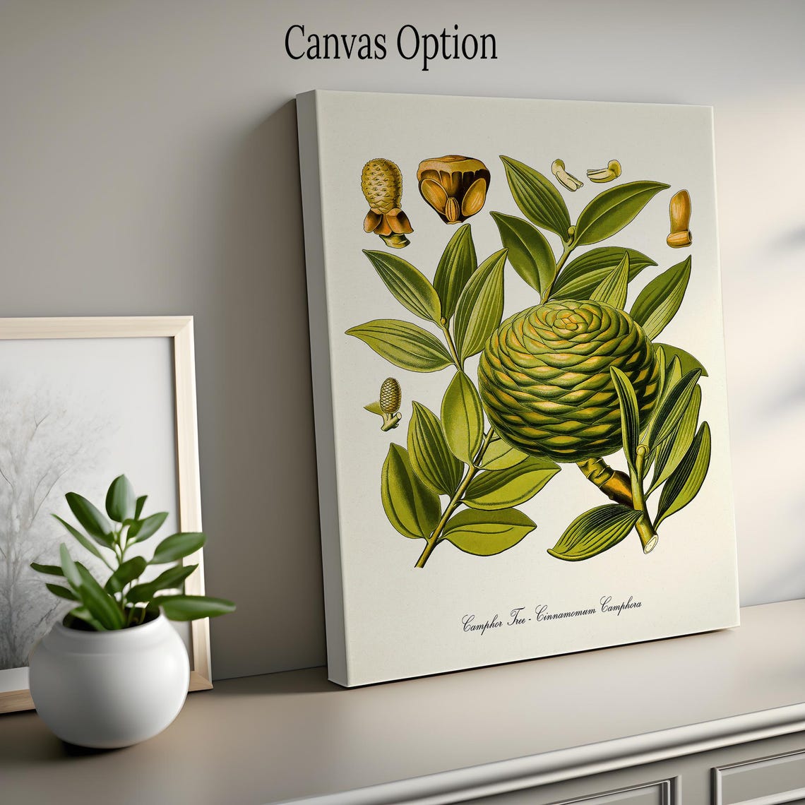 Camphor Tree Cinnamomum Camphora Antique Botanical Plate Poster - Image 2