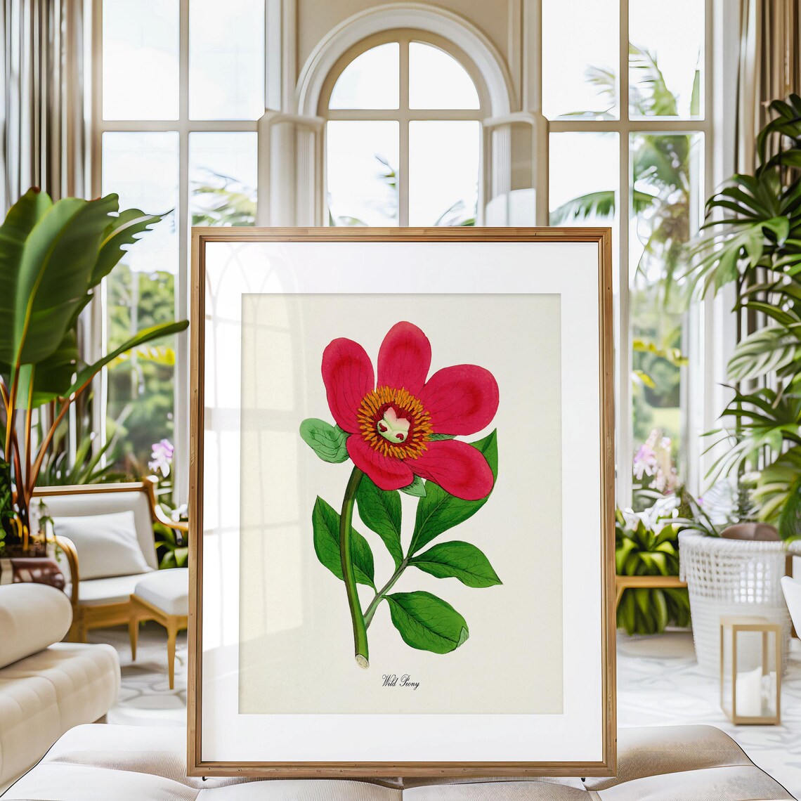 Wild Peony Botanical Art Print, Paeonia Officinalis - Image 3