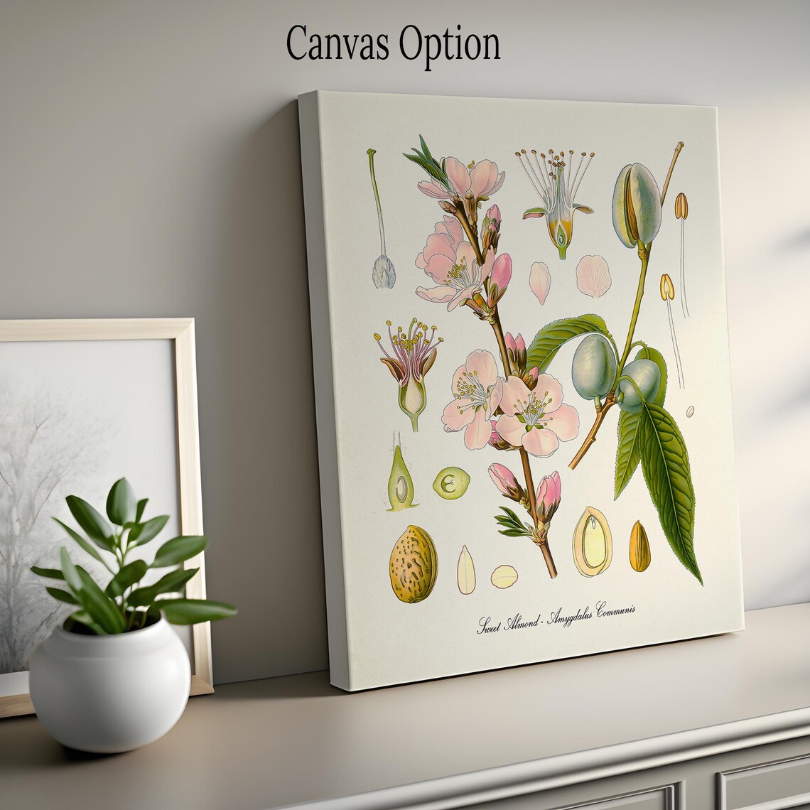 Sweet Almond Botanical Print, Kitchen Art Print - Image 2