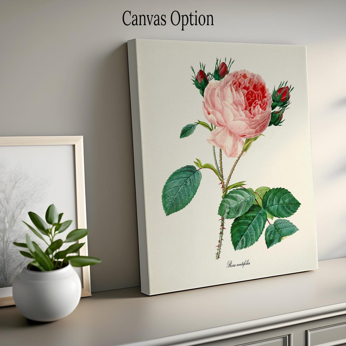 Provence Pink Cabbage Rose Rosa Centifolia Classic Botanical Poster - Image 2