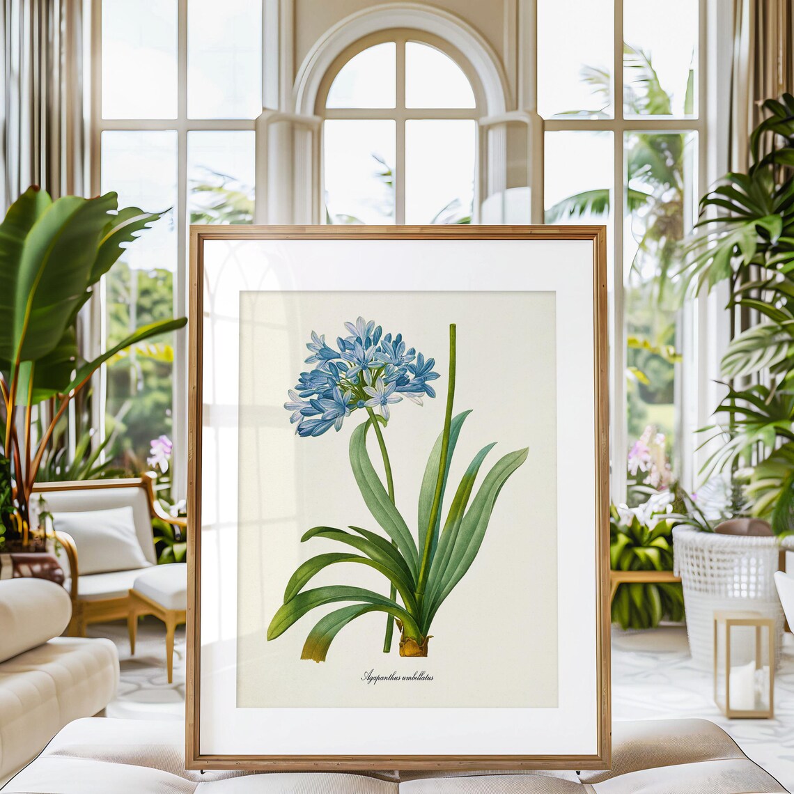 Lily Of The Nile, Redoute-Inspired Art Print - Image 3