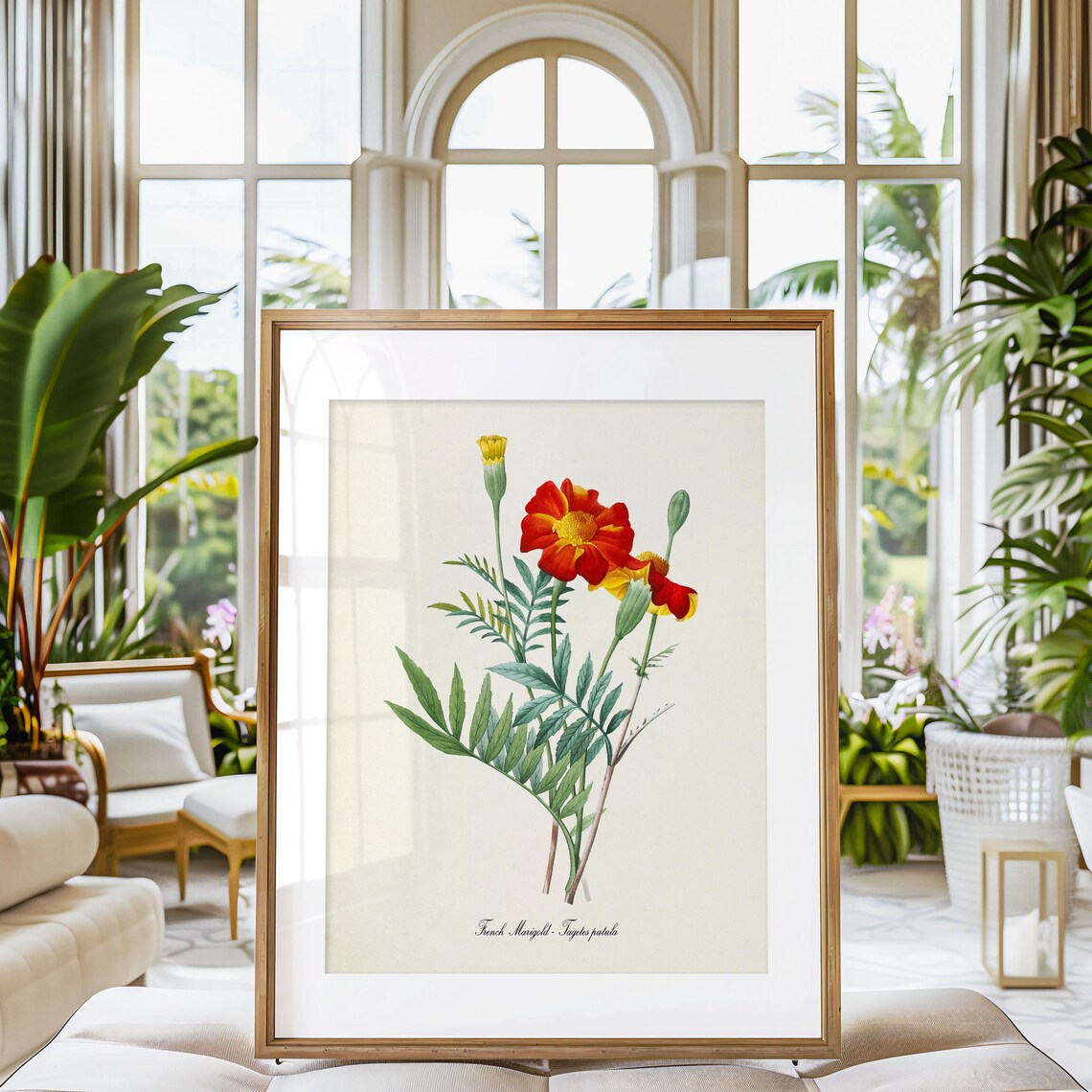 French Marigold Botanical Art Print, Tagetes Patula - Image 3
