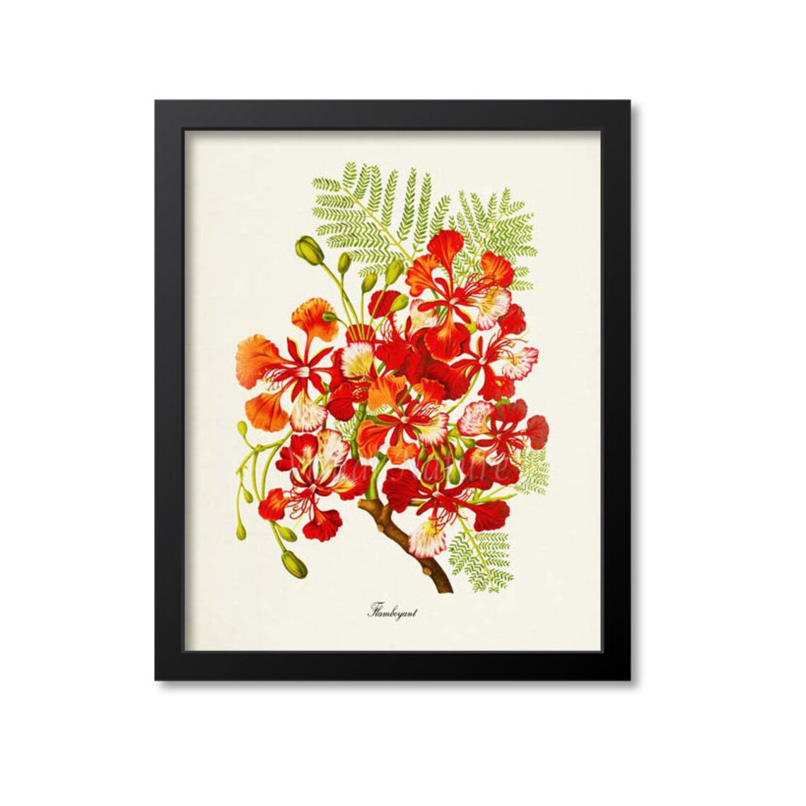 Flamboyant Flower Botanical Art Print, Red Floral