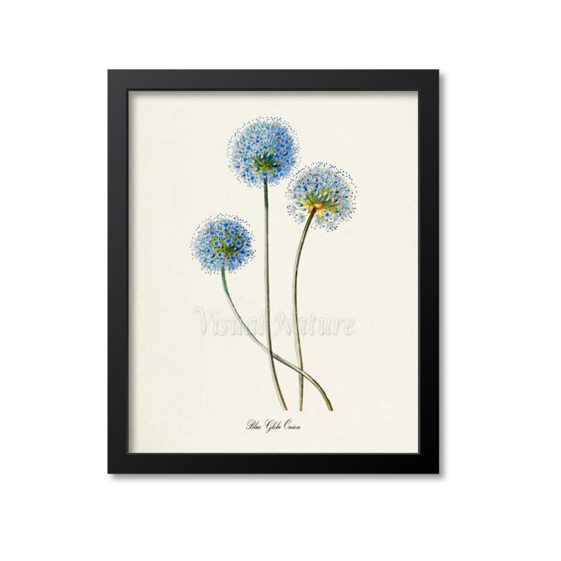 Blue Globe Onion Flower Botanical Poster Print