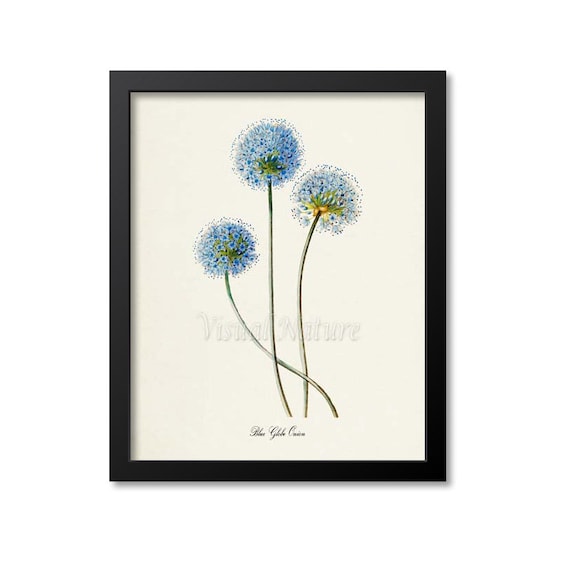 Blue Globe Onion Flower Botanical Poster Print