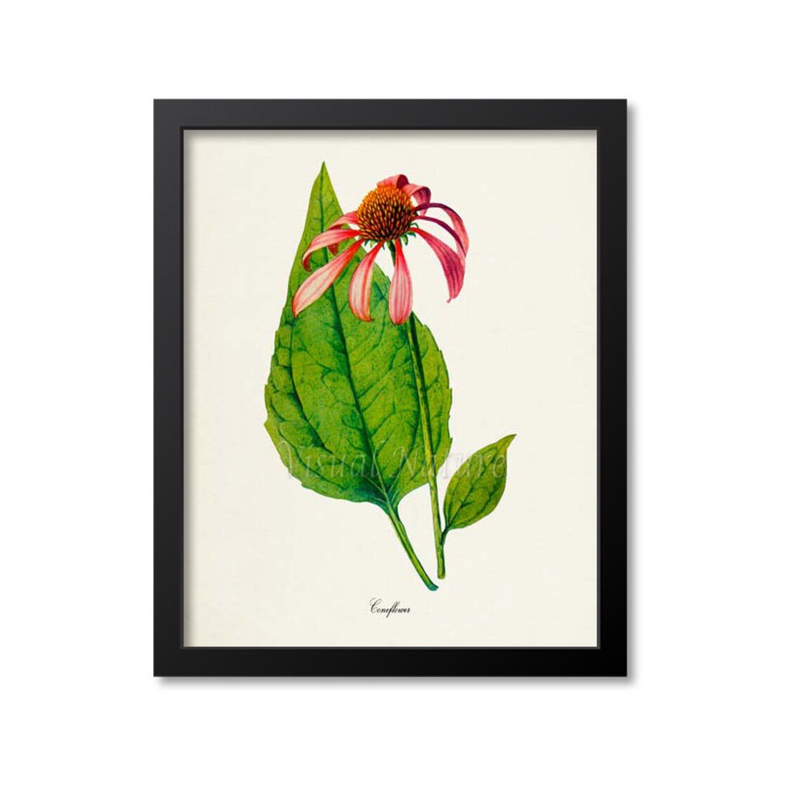 Coneflower Botanical Art Print, Floral Wall Art