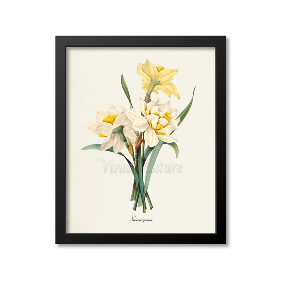 Double Daffodil Botanical Art Print, Redouté Narcissus