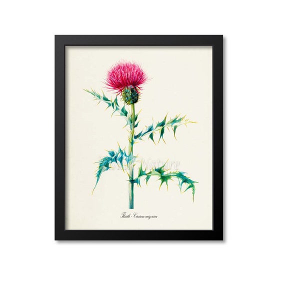 Thistle Flower Botanical Art Print, Cirsium Arizonica