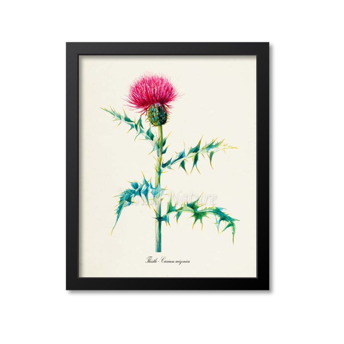 Thistle Flower Botanical Art Print, Cirsium Arizonica