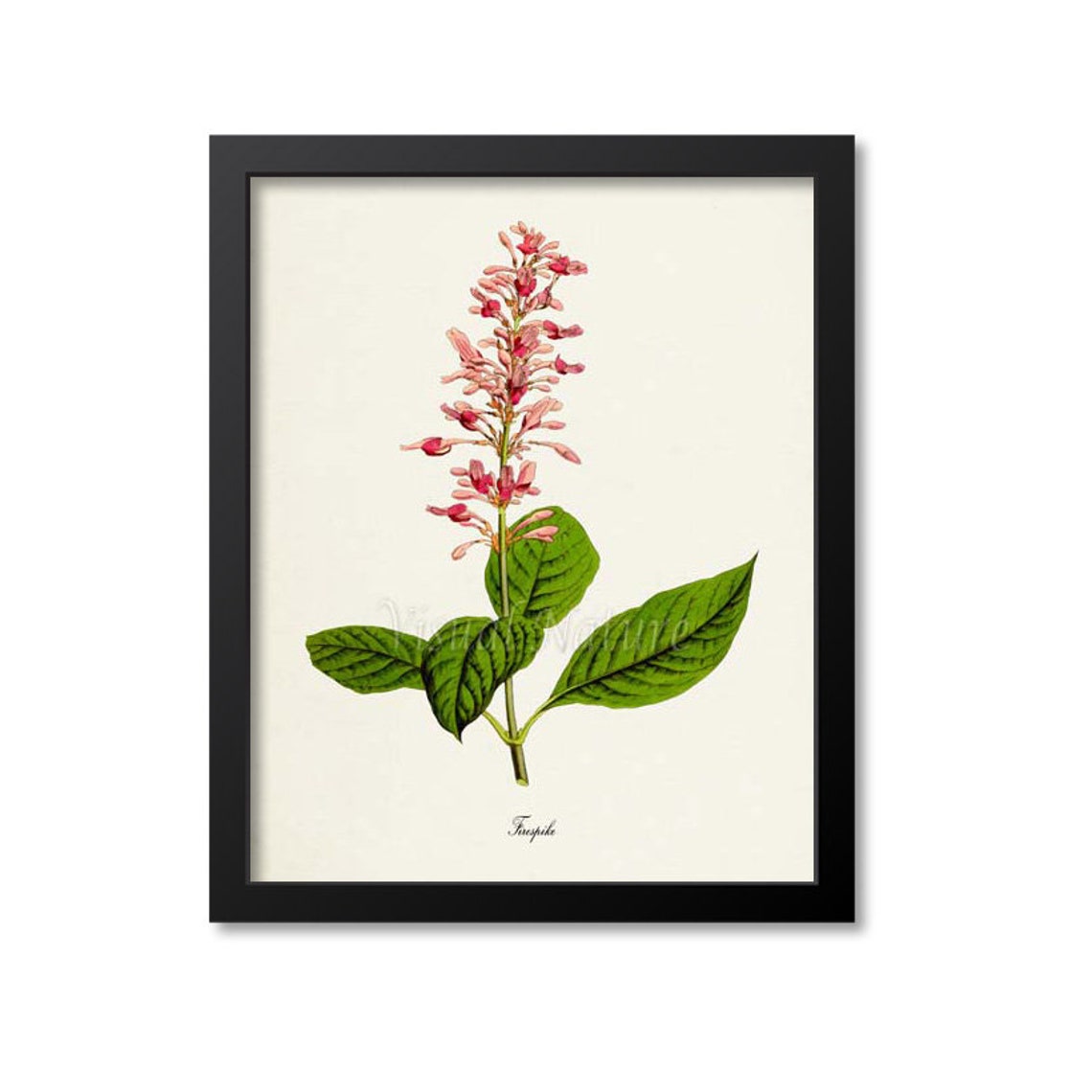 Firespike Pink Blooming Flower Vintage Botanical Study Poster