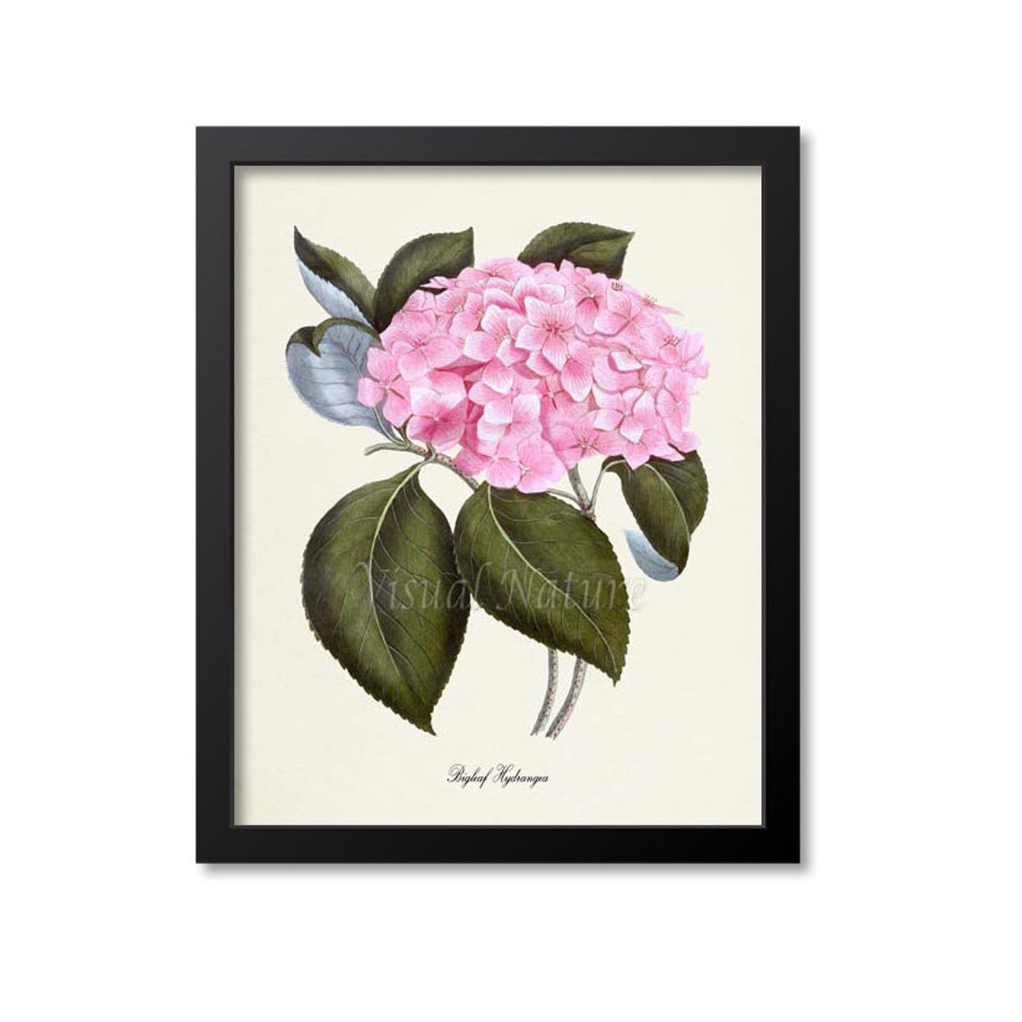 Pink Bigleaf Hydrangea Bloom Cluster Vintage Botanical Study Poster