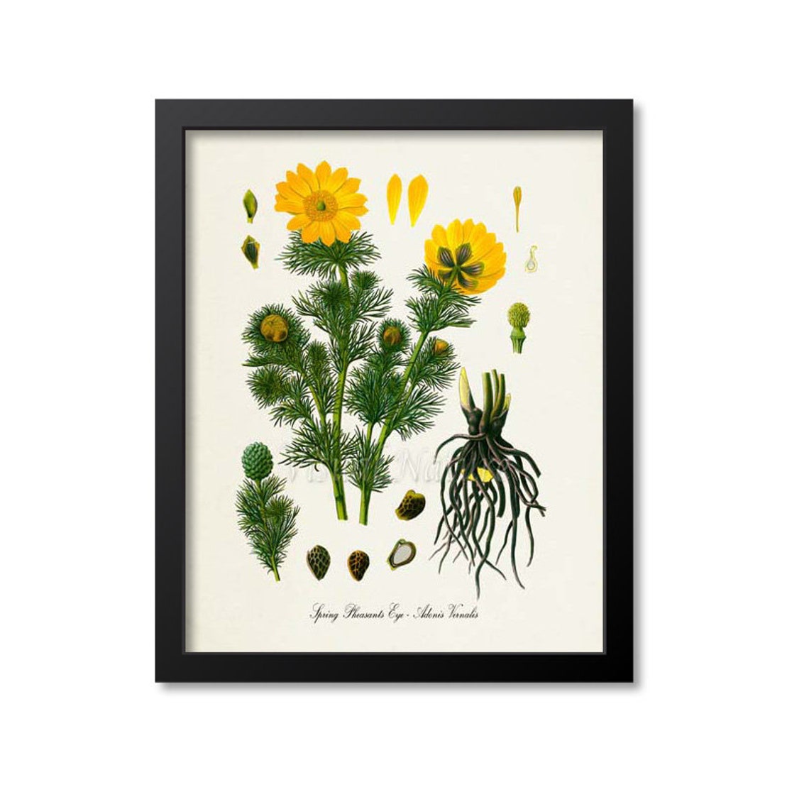Spring Pheasants Eye Adonis Vernalis Yellow Flower Art Poster