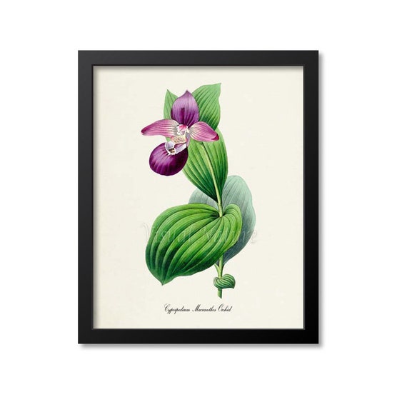 Cypripedium Macranthos Orchid Botanical Art Print