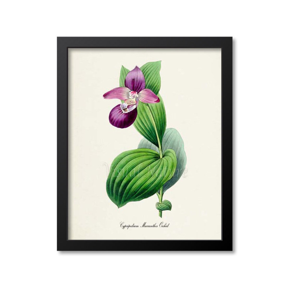 Cypripedium Macranthos Orchid Botanical Art Print