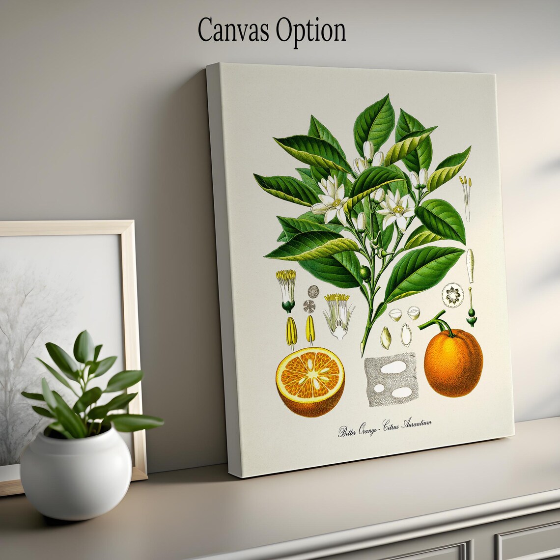 Bitter Orange Botanical Art Print, Citrus Aurantium - Image 2