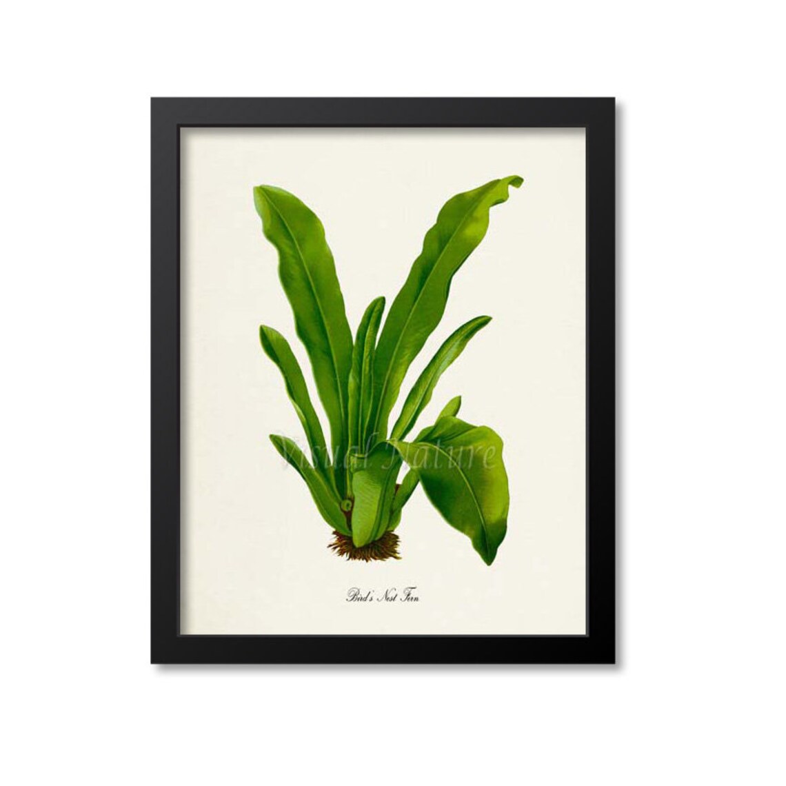 Birds Nest Fern Art Print, Botanical Wall Art