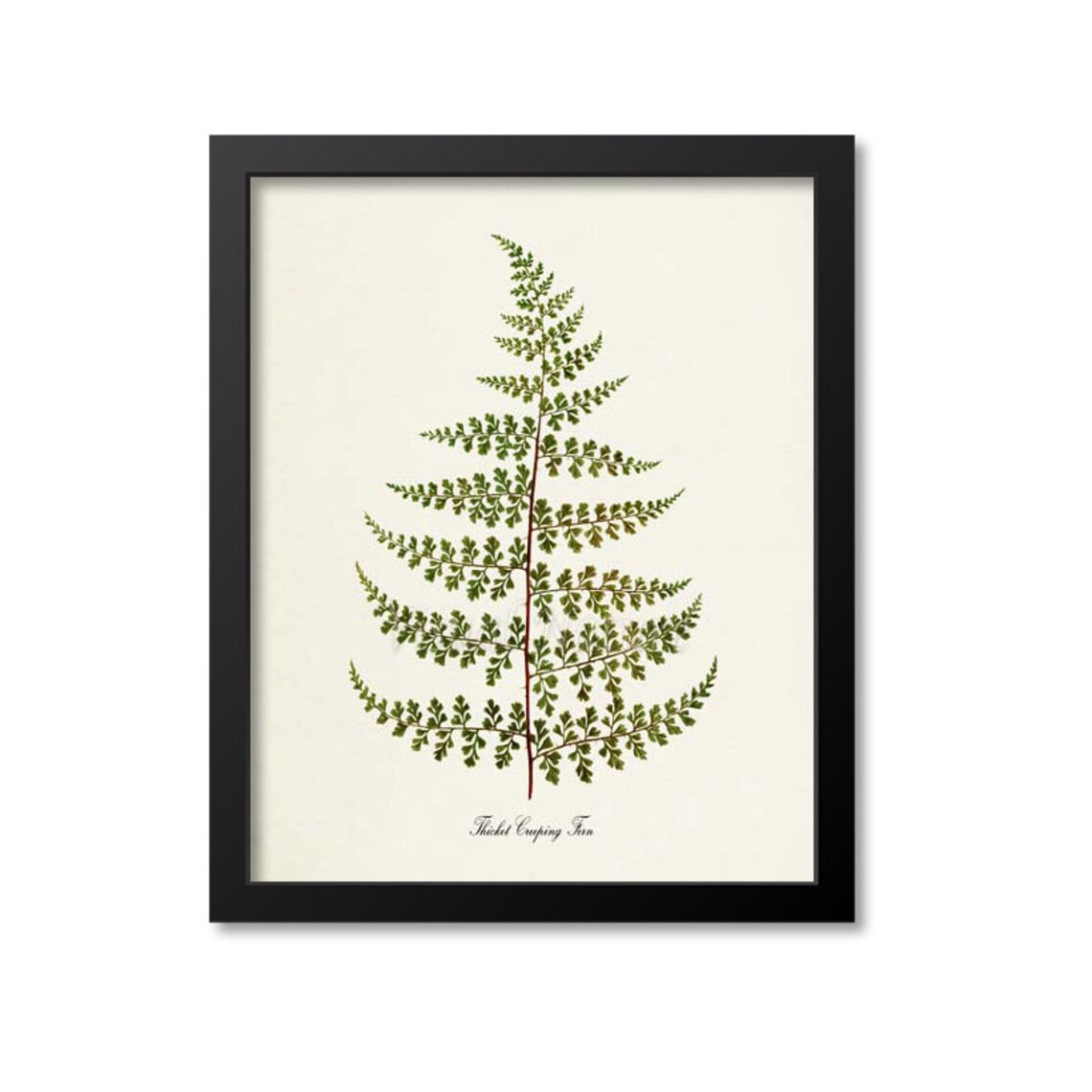 Thicket Creeping Fern Art Print, Botanical Decor