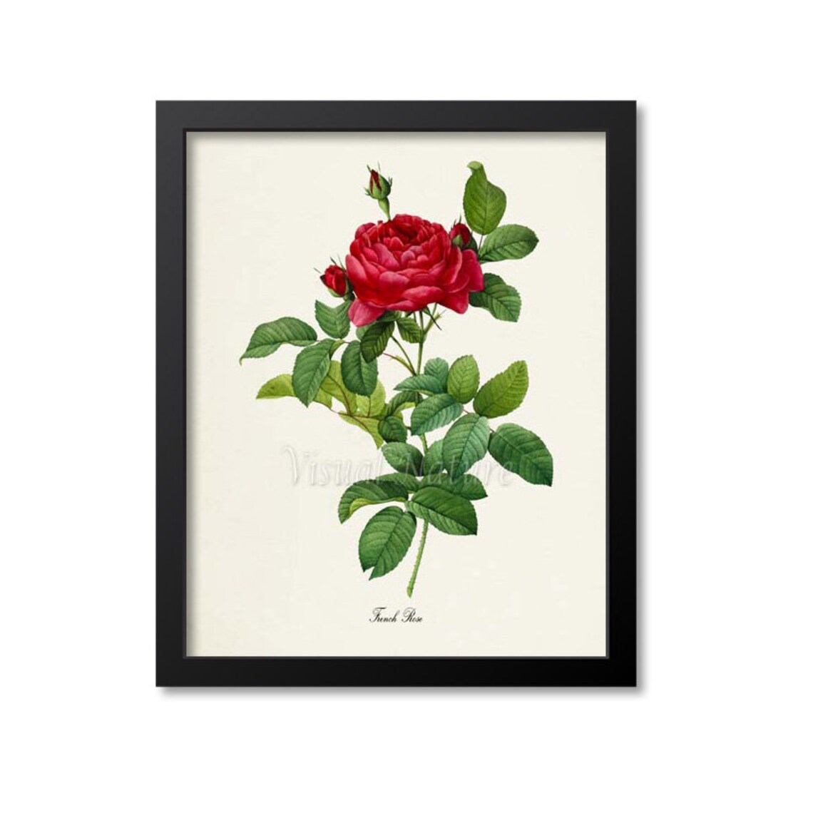 French Rose Botanical Art Print, Floral Wall Decor