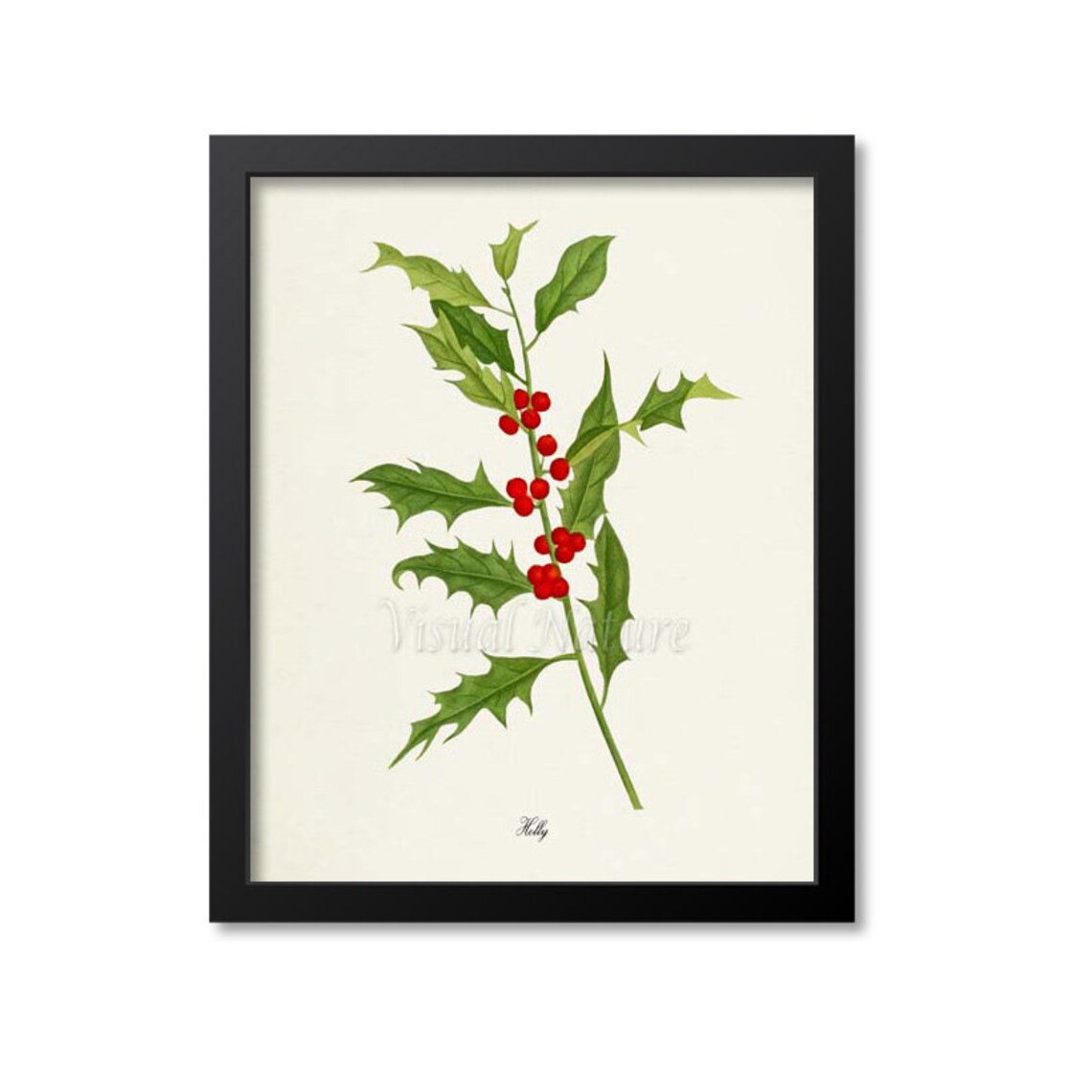 Holly Botanical Art Print, Christmas Wall Art Print