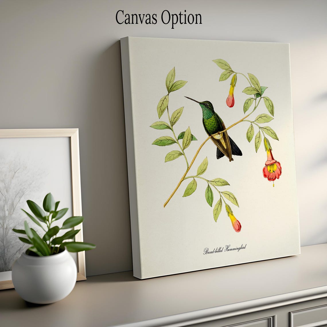 Broad Billed Hummingbird Vintage Naturalist Bird Illustration Poster - Image 2