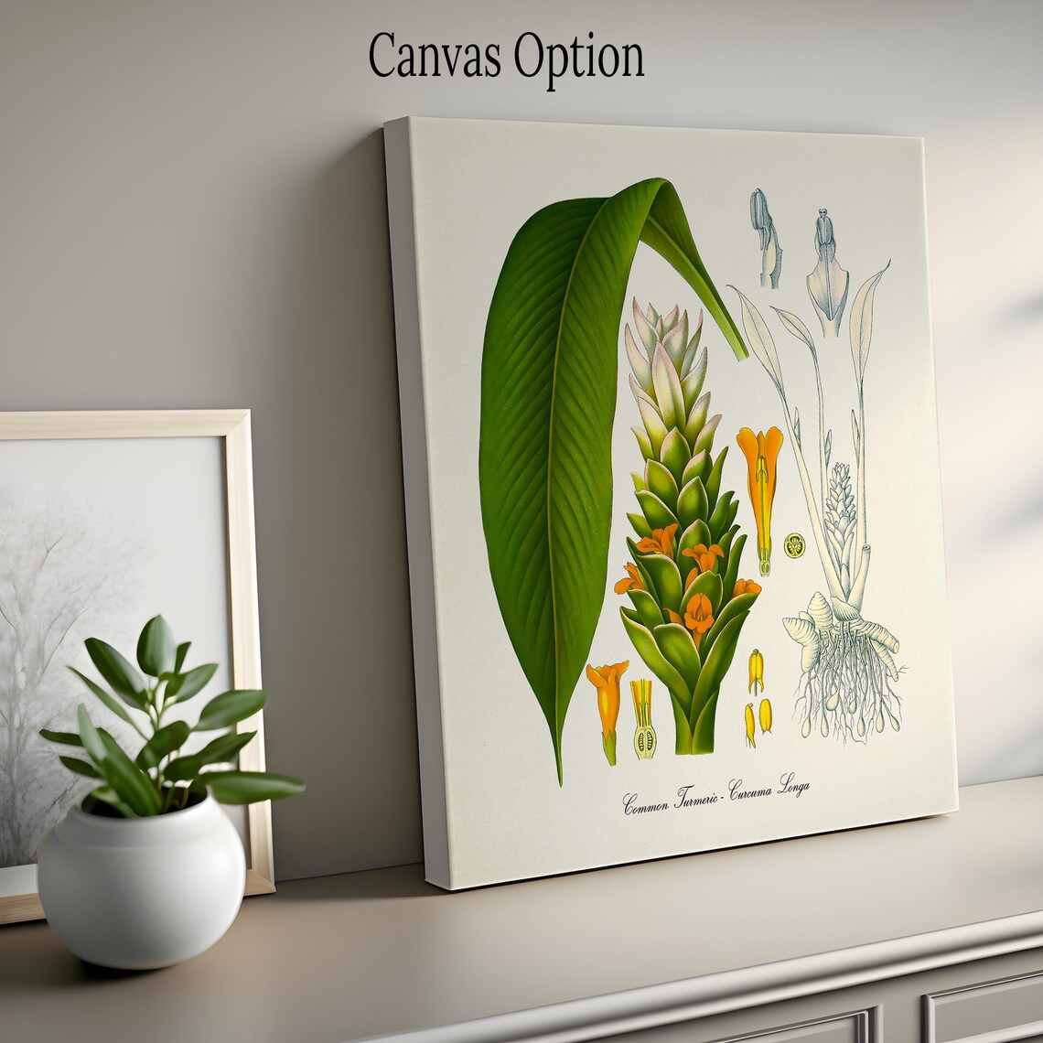 Turmeric Botanical Wall Art Print, Curcuma Longa - Image 2