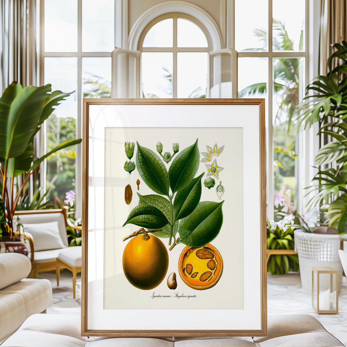 Ignatia Amara Tropical Fruit Botanical Illustration Study Poster - Image 3