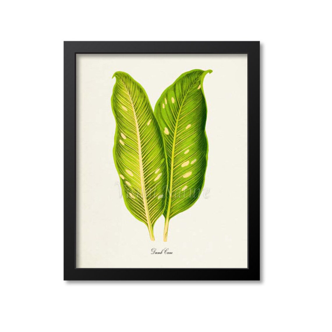 Dumb Cane Botanical Wall Art Print, Green Leaves