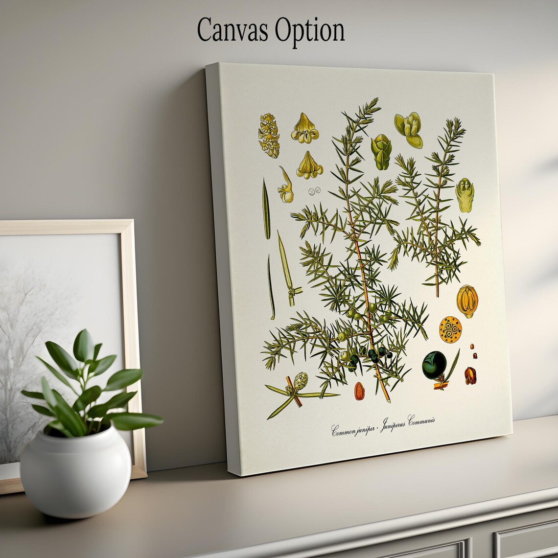 Juniper Botanical Art Print, Botanical Wall Decor - Image 2