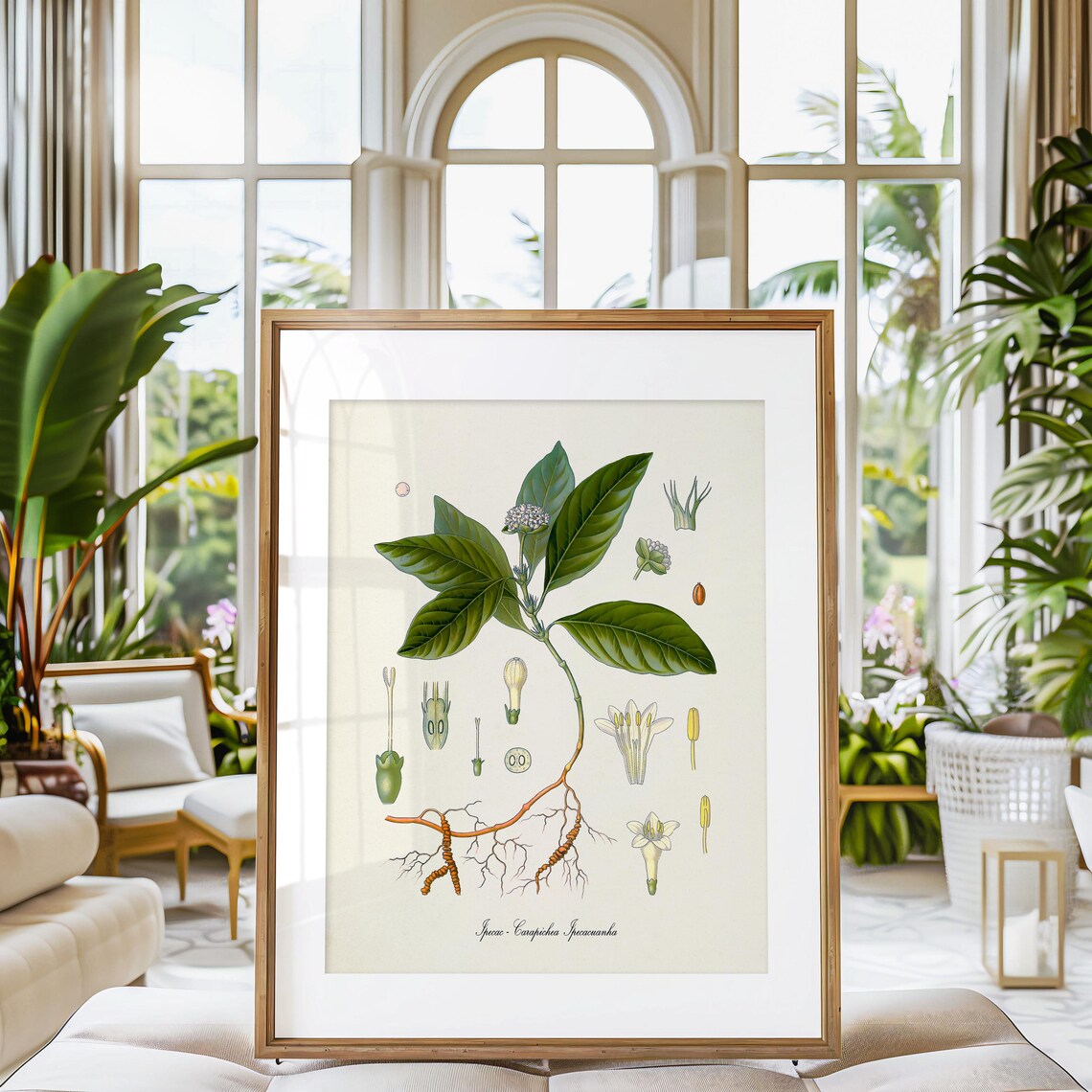 Ipecac Botanical Art Print, Carapichea Ipecacuanha - Image 3