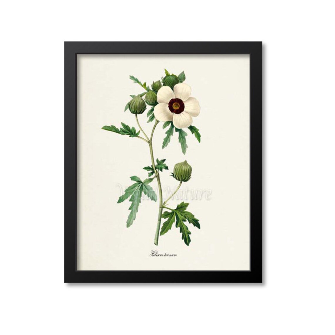 Flower Of An Hour Botanical Art Print, Redouté